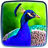 Peacock Live Wallpaper 😍 Pictures of Peacocks icône