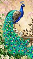 Peacock Live Wallpaper 😍 Pictures of Peacocks پوسٹر