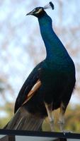 Peacock Live Wallpaper 😍 Pictures of Peacocks capture d'écran 3