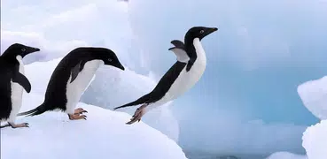 Pinguin Live-Hintergründe