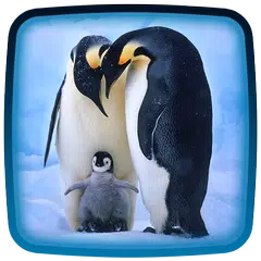 Pinguin Live-Hintergründe APK Herunterladen