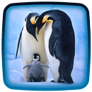APK Pinguino Sfondi Animati