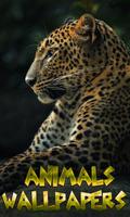 Animals Wallpapers Affiche