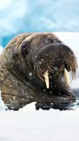 Walrus Live Wallpaper โปสเตอร์