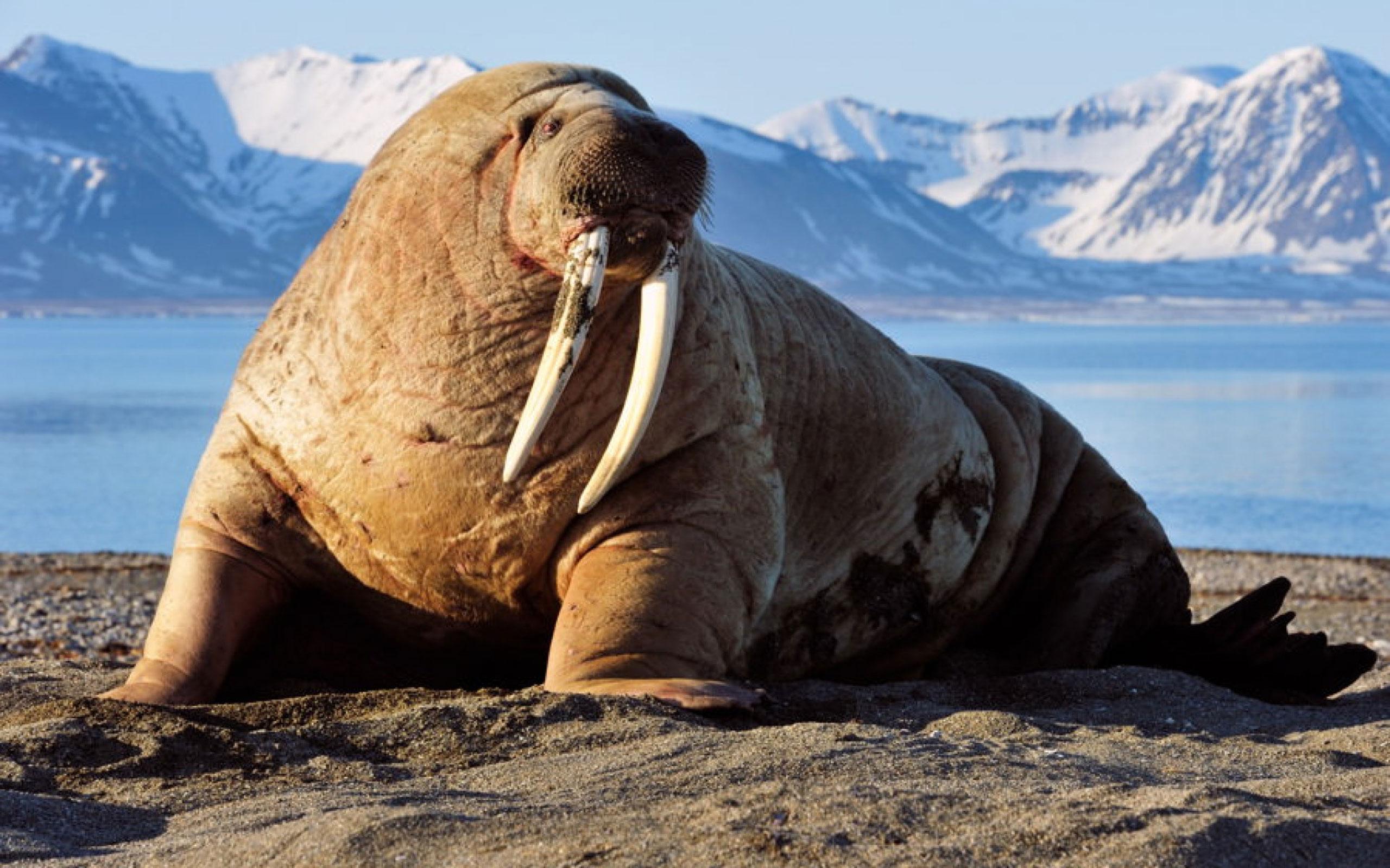 Моржи в тундре. Тихоокеанский морж (Odobenus rosmarus divergens). Лаптевский морж. Атлантический подвид моржа. Морж (Odobenus rosmarus).