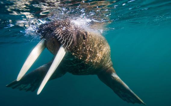  Walrus  Gambar  Animasi for Android APK Download