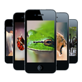 Animals Android Wallpapers