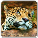 Animales Fondos Animados APK