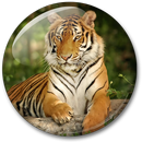 Animales HD Fondo de Pantalla APK