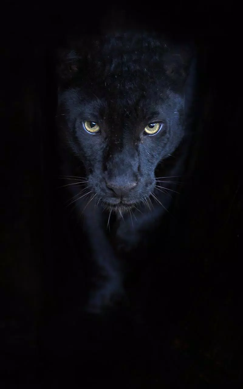 Descarga de APK de Animales HD Fondo de Pantalla para Android Descarga de APK de Animales HD Fondo de Pantalla para Android