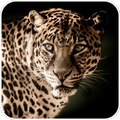 Animals Wallpaper