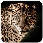 Animals Wallpaper Zeichen