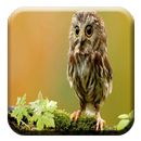 Animated Wallpaper Owls-APK