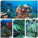 観光スポットサンゴ礁 APK