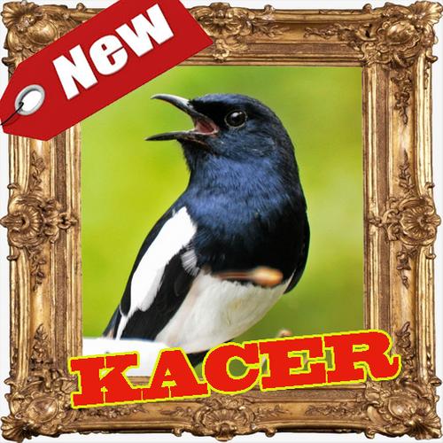 Pancingan Kacer Master Mp3 For Android Apk Download