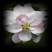Apple Blossom Connect Game