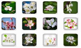 Apple Blossom Connect Game 海报