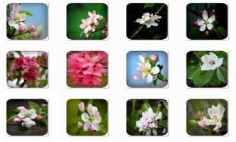 Apple Blossom Connect Game 截图 1