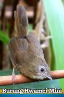 Burung Kicau Hwamei Mini Poster