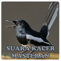 Suara Kacer Masteran