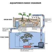 Aquaponic System-poster