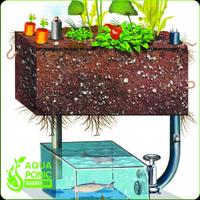 Poster Aquaponics Gardening System