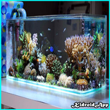 Aquarium Design
