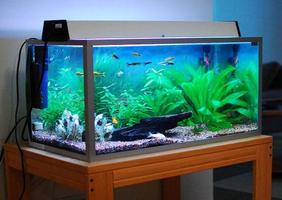 برنامه‌نما Aquarium fish عکس از صفحه