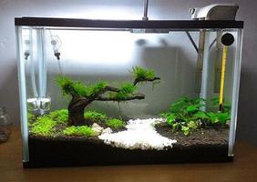 برنامه‌نما Aquarium fish عکس از صفحه