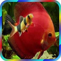 2 Schermata Aquarium Fish