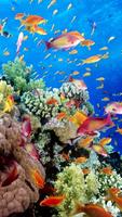 Aquarium Live Wallpaper পোস্টার