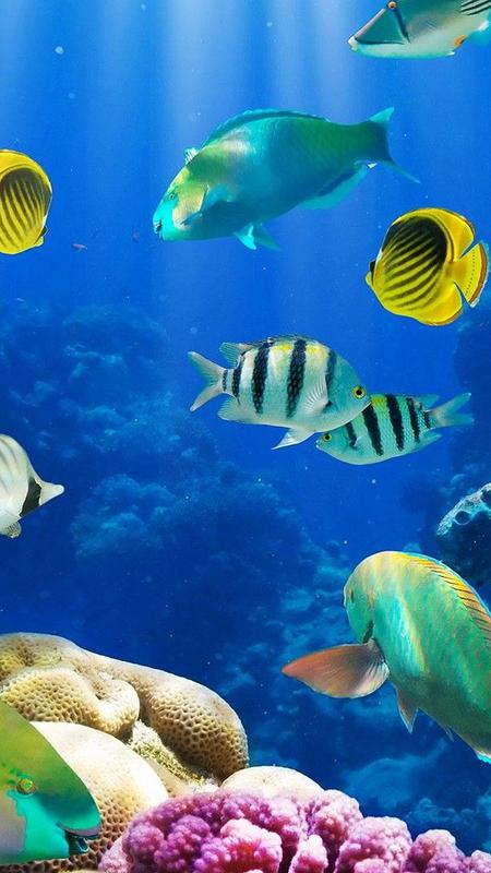 Akuarium Hidup Wallpaper Gambar Ikan Bergerak APK 