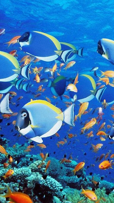 Akuarium Hidup Wallpaper Gambar Ikan Bergerak Apk Download Gratis Personalisasi Apl Untuk