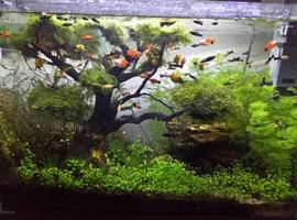 Aquascape ภาพหน้าจอ 1