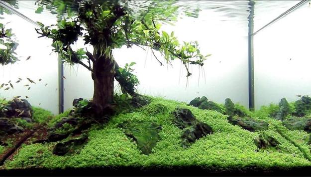Aquascape Design aquascape design apk download - free lifestyle app for android Aquascape Design aquascape design apk download - free lifestyle app for android