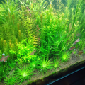 Aquascape Design