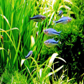 Aquascape Guide