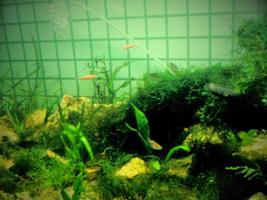 برنامه‌نما Aquascape Wallpaper عکس از صفحه