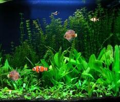 Aquascape Wallpaper ảnh chụp màn hình 1