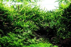 Aquascape Wallpaper 截圖 2