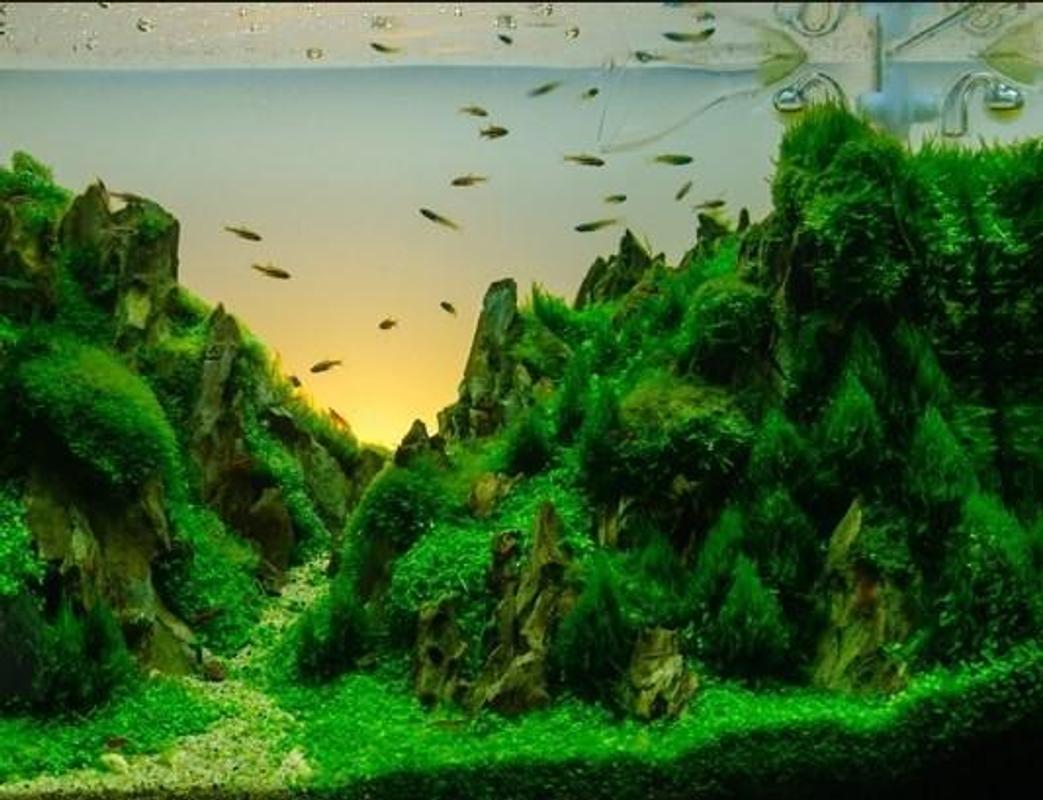 aquascape que es nuevas ideas de dise 241 o de aquascape descarga apk gratis aquascape que es nuevas ideas de dise 241 o de aquascape descarga apk gratis