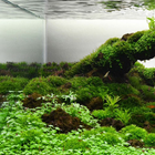 Aquascaping icono