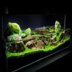 Ideas del acuario 2017