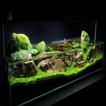 Aquarium Ideas 2017