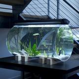 Aquarium Design ícone