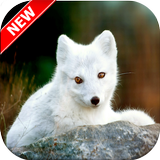 Arctic Fox Wallpaper أيقونة