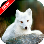 Arctic Fox Wallpaper Zeichen