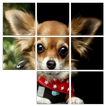 Puppy Puzzle 儿童教育游戏