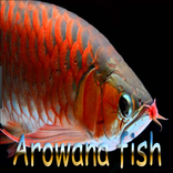Arowana fish