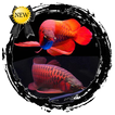 Arowana ryb Contest